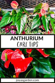 Anthurium Care Growing Tips Anthurium Care Anthurium Anthurium Plant
