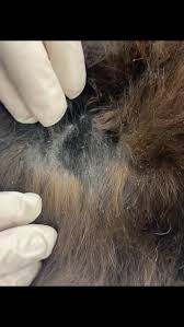Image result for what do lice look like in dog fur