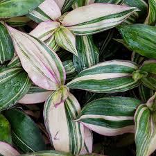 Image result for Tradescantia zebrina