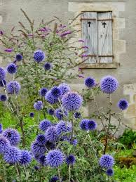 Pin By Uschi Iseli On Pure Colors Purple Garden Planting Flowers Amazing Flowers