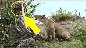 A Lioness Captures A Baby Baboon Then Does The Last Thing You D Expect Youtube