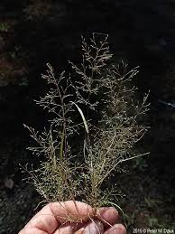 Image result for Eragrostis dinteri