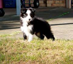 Bella Medium Female Border Collie In Qld Petrescue Collie Border Collie Collie Dog