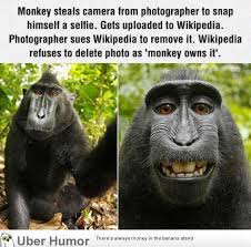 Monkey owners, quotes funny, funny quote, monkey lovers, people who love monkeys, monkey lover, funny saying, funny slogan, animal lover, monkey owner monkey, tree, comedy, humor, student, teacher, homework, quotes, funny, monkey. Funny Monkey Quotes Quotesgram