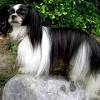 Price of mi ki puppy available for sale, buy and adopt online at best prices in india from responsible dog breeders. Https Encrypted Tbn0 Gstatic Com Images Q Tbn And9gcttmpjqtdsdss H3qomkbhor0wx3ha453i5jqpwqo6qyaiosdbj Usqp Cau