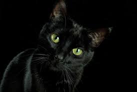 Black Cat Facts | Mental Floss