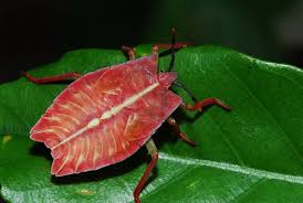 pin by gr peng peng on 大屯賞蟲 plant leaves plants leaves