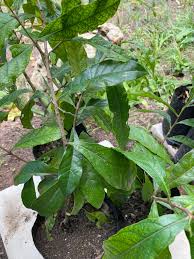 Image result for Meiostemon tetrandrus