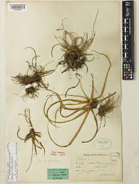 Image result for Xerophyta schlechteri