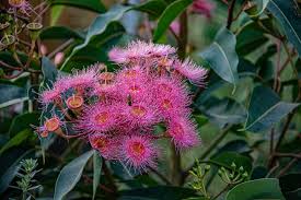 Image result for Diplolophium buchananii