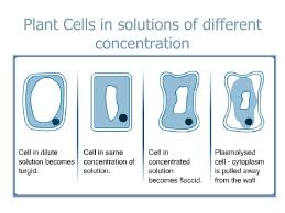 We did not find results for: Turgid Plant Cell