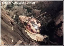 Улитка плеуродонт экселенс pleurodonte excellens. Besondere Bewohner Bei Den Eifelschnecken Tinas Achatschneckens Webseite