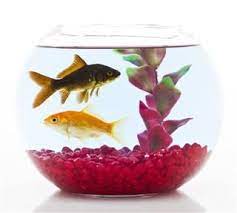 Goldfish Care In A Bowl Goldfish Care Goldfish Goldfish Bowl