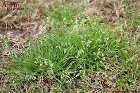 Image result for Microcharis annua