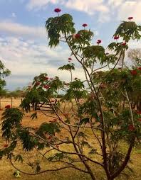 Image result for Jatropha multifida