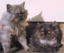 Assisted Reproduction Mediated Resurrection Of A Feline Model For Chediak Higashi Syndrome Caused By A Large Duplication In Lyst Scientific Reports