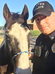 Animal Control Officer DJ Patton finds this guy walking down the road.  Knowing where he belonged, Officer Patton walked him back home. Serving and  protecting also means our animals.