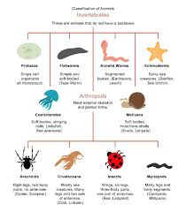 Pin By Dr Godfrey Lambwell On Science Animal Classification Animal Classification Worksheet Vertebrates And Invertebrates