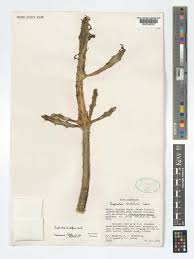 Image result for Euphorbia lividiflora