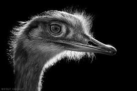 Black And White Animal Photography Pucker Up Dramatic Black And White Animal Photography By Wolf Ademeit Pondly Black And White Portraits Animal Photography Animals