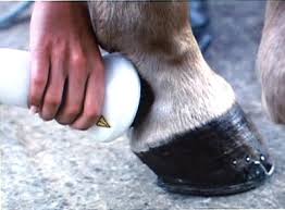 Cellules souches pour cheval, chien et chat arthrose, tendinite, entorse, stomatite caudale, maladies inflammatoires chroniques de l'intestin. Ondes De Choc Focalisees Chez Le Cheval Que Peut On Traiter Cabinet Veterinaire Equin