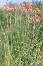 Image result for Aloe cooperi