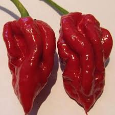 Image result for naga chilli