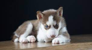 Kybra Kennels Siberian Husky Puppies