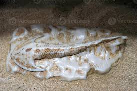 Image result for Cephalaspis