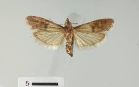 Image result for "plodia interpunctella"