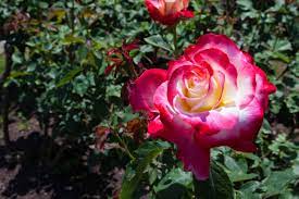 We did not find results for: 10 Types Of Fragrant Roses To Grow