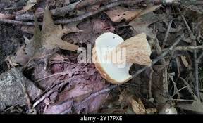 Image result for Boletus variipes