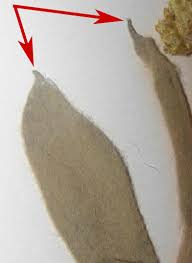 Image result for Helichrysum acutatum