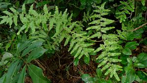 Image result for Lygodium