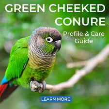 Green-Cheeked Conures - An Overview Of Characteristics And Care – Parrot  Junkie