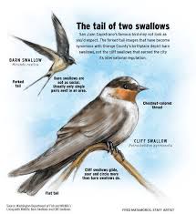 Barn Swallow Birds That Make Mud Nests Barn Swallow Of San Juan Capistrano Barn Swallow Mission San Juan Capistrano Swallow