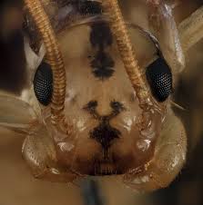 Black And Yellow Millipede India House Centipede Macro Google Search Centipede Bugs And Insects Insects
