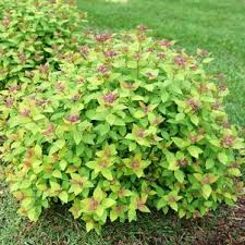 Image result for spirea japonica gold princess