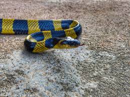 Png images related to black and yellow snake. Banded Krait Wikipedia