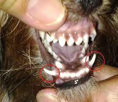 I look at it to remember the teeth shapes and layouts, the way they're pointed, their proportions. File Yorkie S Retained Deciduous Or Baby Fangs Jpg Wikimedia Commons