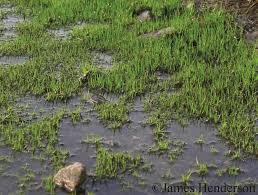 Image result for Isoetes alstonii