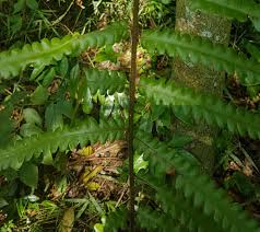 Image result for Cyclosorus interruptus