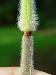 Image result for Dichapetalum deflexum