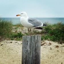 Sea Birds Of Cape Cod Seagull In Hyannis Cape Cod Ma Cape Cod Beach Scenes Cape Cod Ma