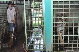 'dia adalah karyawan kebun binatang'. Satwa Satwa Di Kebun Binatang Medan Zoo Mulai Kelaparan Nusa Daily
