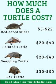 How much do turtles cost at petsmart. How Much Does A Turtle Cost You Need To See This Turtleholic