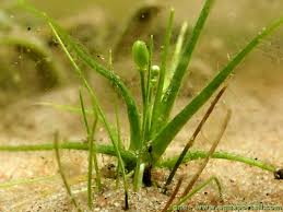Image result for Subularia