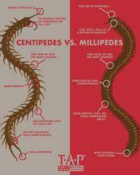 Millipedes are most active at night and hide beneath objects where it is dark. Centipedes Vs Millipedes Tap Pest Control Insulation Tap Pest Control Insulation