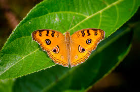 See more ideas about kerala, butterfly, insects. Butterflies Of Kerala Home Facebook