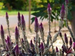 Celosia Flamingo Feather Tips On Caring For Flamingo Cockscomb Plants Plants Water Wise Landscaping Flamingo Flower